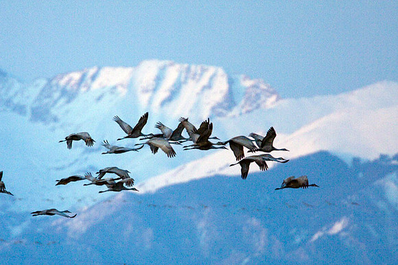 Sandhill Crane (Grus canadensis)