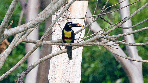 Chestnut-eared Aracari (Pteroglossus castanotis)