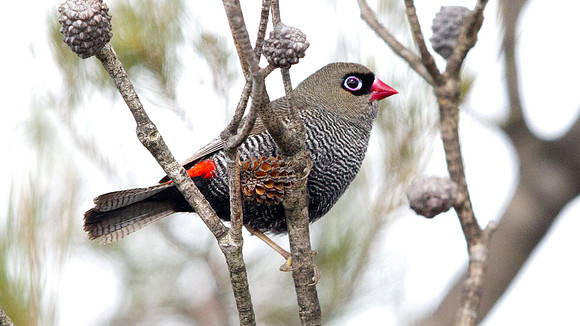 Beautiful firetail (Stagonopleura bella)
