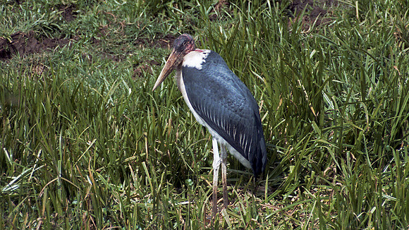 Marabou Stork (Leptoptilos crumeniferus)