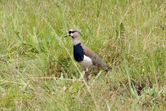 Southern Lapwing (Vanellus chilensis)