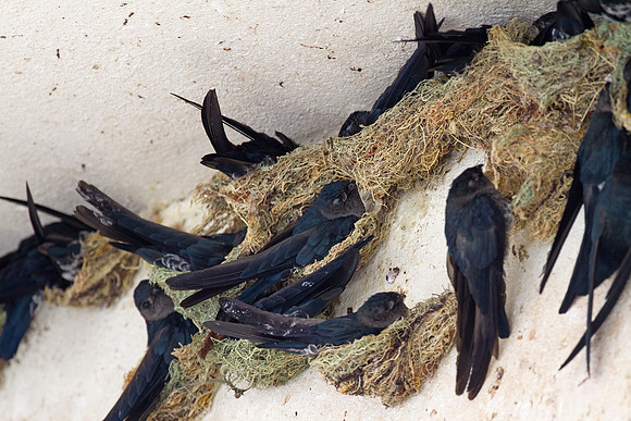 Bornean Swiftlet (Collocalia dodgei)