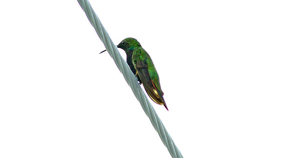 Antillean Mango (Anthracothorax dominicus)