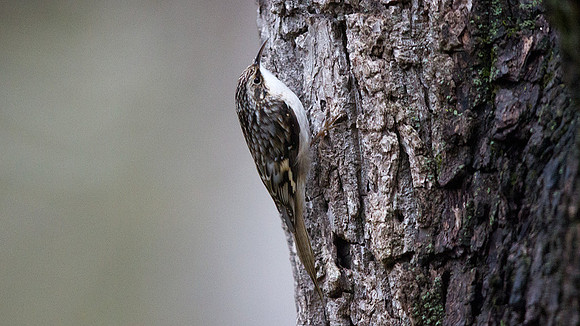 Brown Creeper (Certhia americana)