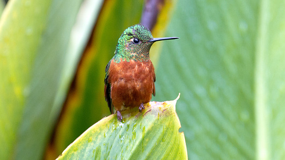 Chestnut-breasted Coronet (Boissonneaua matthewsii)
