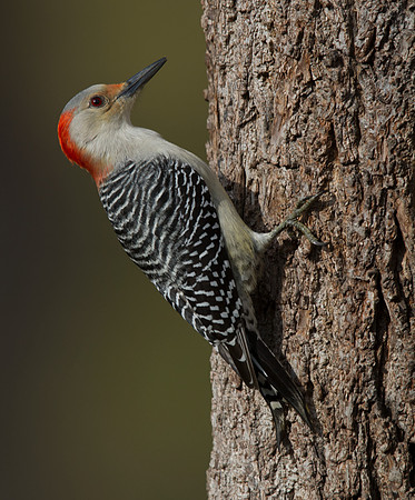 Red-bellied Woodpecker (Melanerpes carolinus)