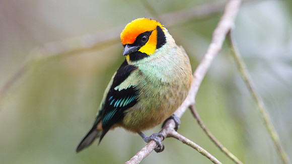 Flame-faced Tanager (Tangara parzudakii)