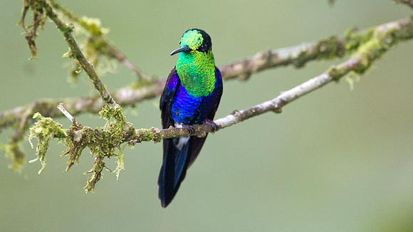 Green-crowned Woodnymph (Thalurania fannyi)