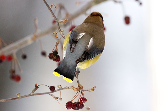 Cedar Waxwing (Bombycilla cedrorum)