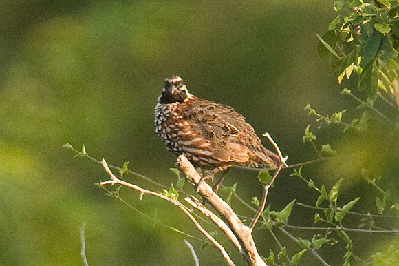 Yucatan Bobwhite (Colinus nigrogularis) also known as Black-throated Bobwhite