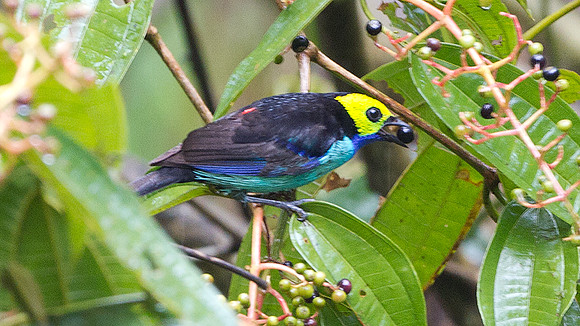 Paradise Tanager (Tangara chilensis)