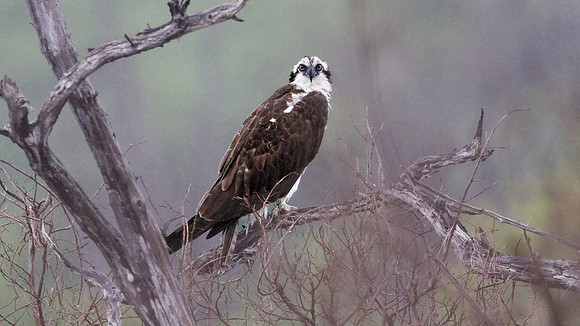Osprey (Pandion haliaetus)