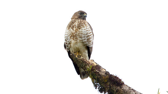 Broad-winged Hawk (Buteo platypterus)