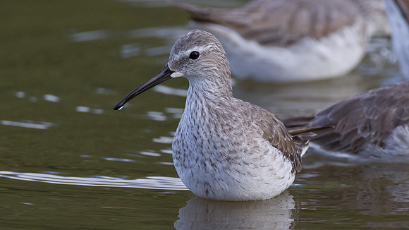 Stilt Sandpiper (Calidris himantopus)