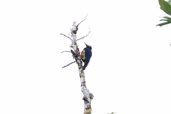 Yellow-tufted Woodpecker (Melanerpes cruentatus)