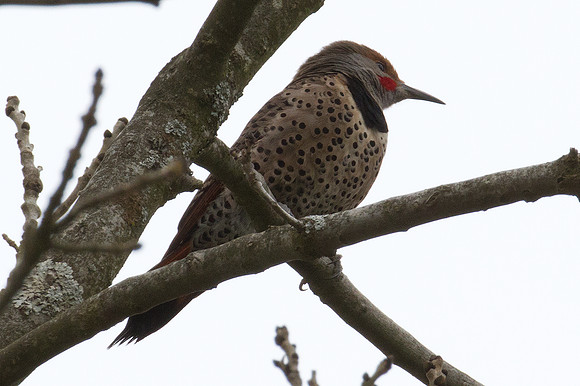 Red-shafted Flicker (Colaptes auratus cafer)