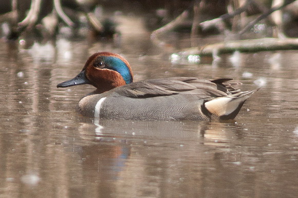 Green-winged Teal (Anas carolinensis) male