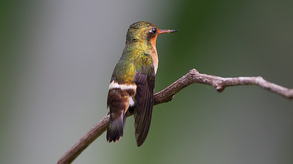 Rufous-Crested Coquette (Lophornis delattrei) - female