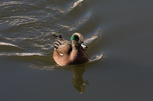 American Wigeon (Anas americana) male; also known as American Widgeon, Baldpate