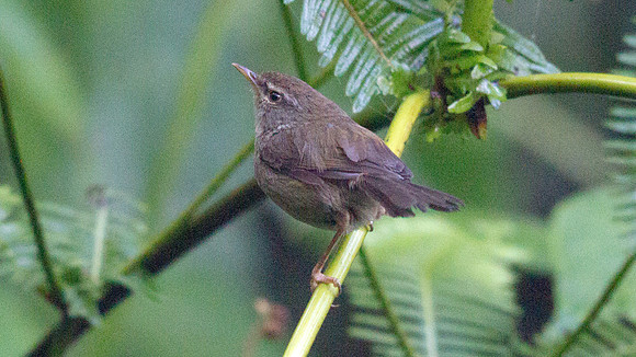 Sunda bush warbler (Horornis vulcania)