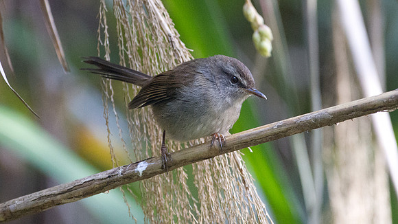 Sunda Bush Warbler (Cettia vulcania)