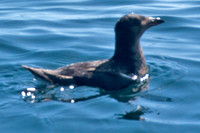 Rhinoceros Auklet (Cerorhinca monocerata)