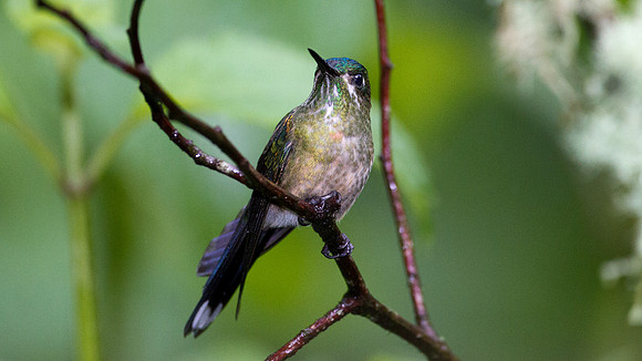 Long-tailed Sylph (Aglaiocercus kingi)