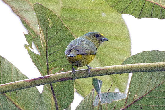 Bronze-green Euphonia (Euphonia mesochrysa)