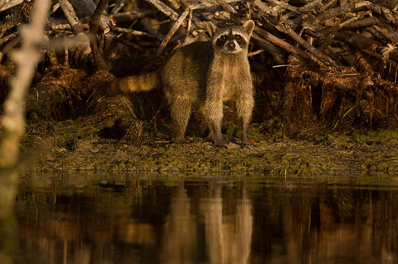 Racoon (Procyon lotor)