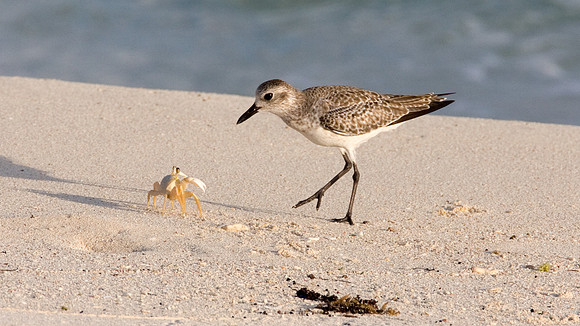 Grey Plover (Pluvialis squatarola)