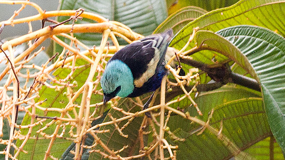 Blue-necked Tanager (Tangara cyanicollis)