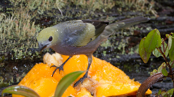 Palm Tanager (Thraupis palmarum)