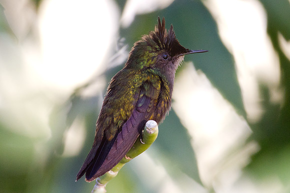 Antillean Crested Hummingbird (Orthorhyncus cristatus)