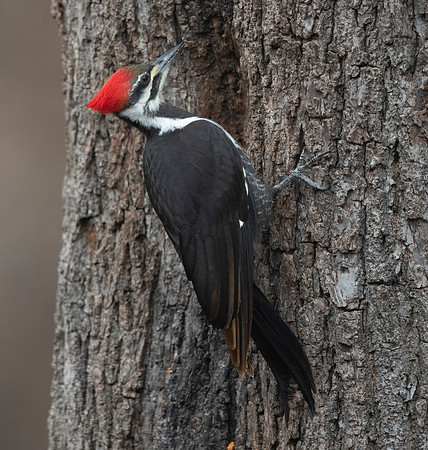 Pileated woodpecker (Dryocopus pileatus)