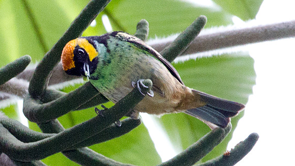 Saffron-crowned Tanager (Tangara xanthocephala)