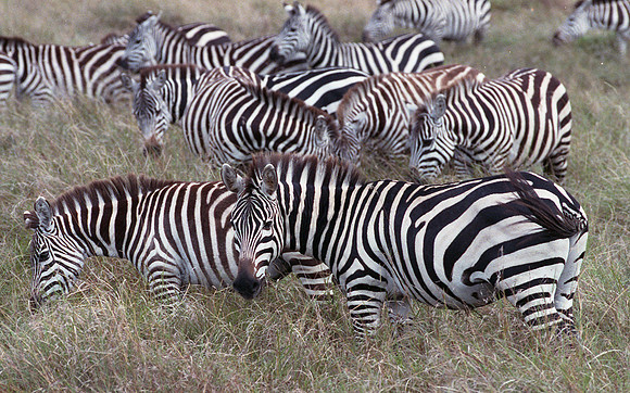 1986 Africa zebra img333