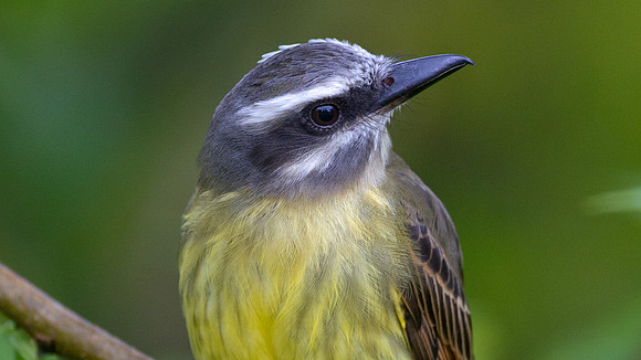 Golden-crowned Flycatcher (Myiodynastes chrysocephalus)