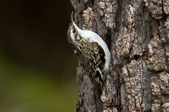 Brown Creeper (Certhia americana)