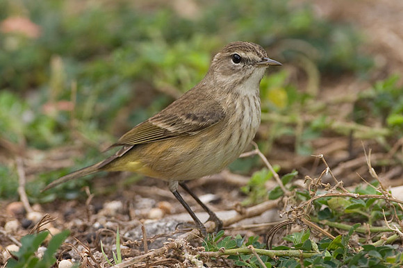 Palm Warbler (Dendroica palmarum)