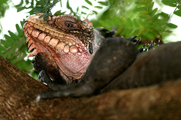 Lesser Antillean Iguana (Iguana delicatissima)