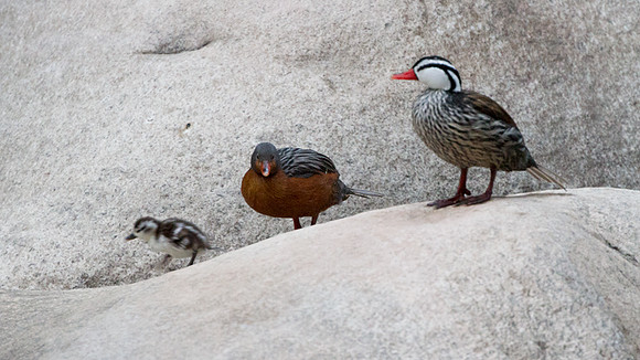 Torrent Duck (Merganetta armata)