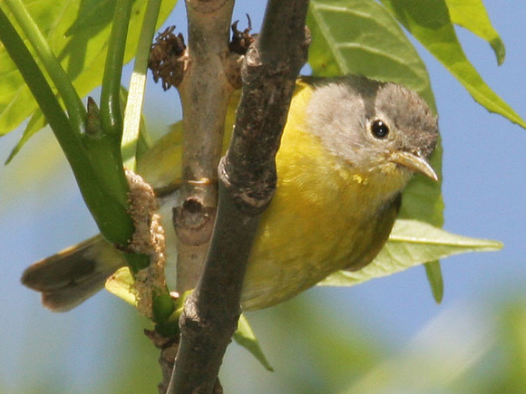 Nashville Warbler (Vermivora ruficapilla)