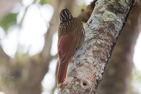 Ivory-billed Woodcreeper (Xiphorhynchus flavigaster)