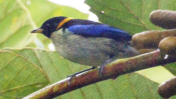Golden-collared Honeycreeper (Iridophanes pulcherrimus)