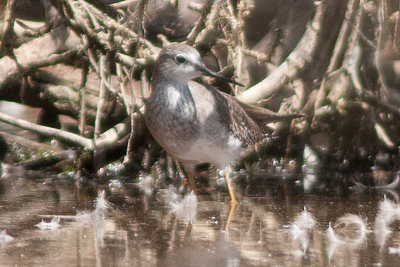 Lesser Yellowlegs (Tringa flavipes)