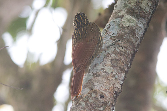 Ivory-billed Woodcreeper (Xiphorhynchus flavigaster)
