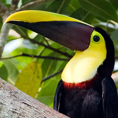 Chestnut-mandibled Toucan (Ramphastos swainsonii)