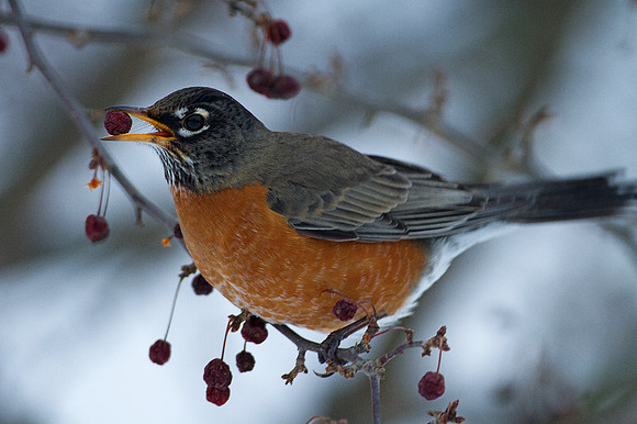 American Robin (Turdus migratorius)