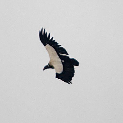 King Vulture (Sarcoramphus papa)