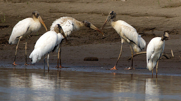 Wood Stork (Mycteria americana)